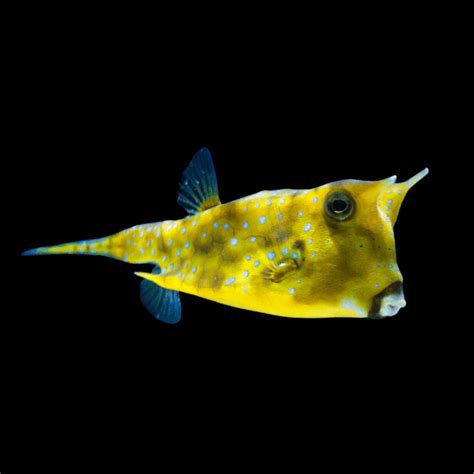 cowhead fish|Longhorn Cowfish (Lactoria cornuta) .